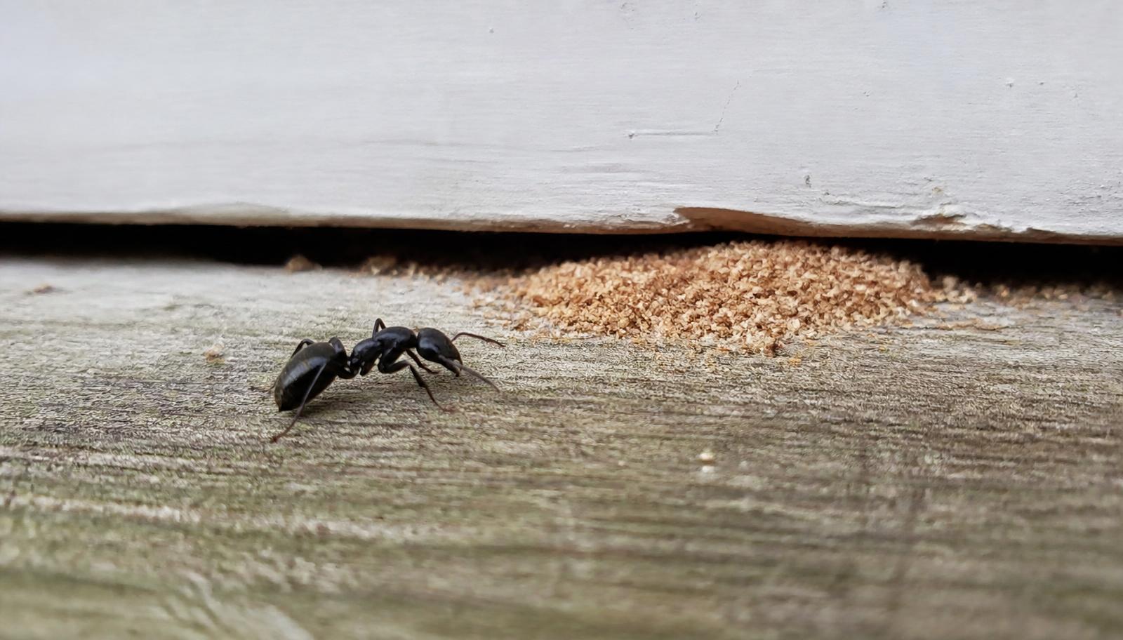 Carpenter ant on a Long Island deck rail with frass below the trim, an early sign of a carpenter ant nest in the house