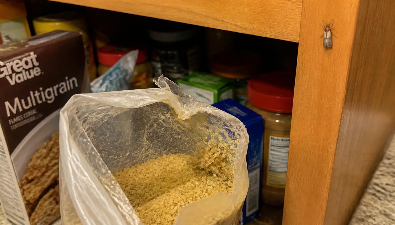 Indian meal moth and webbed, clumped grain in an open Long Island kitchen pantry during a pantry pest inspection